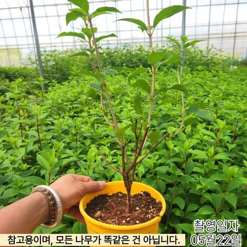 추가이미지2