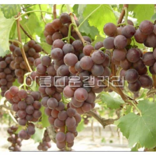 상품이미지1