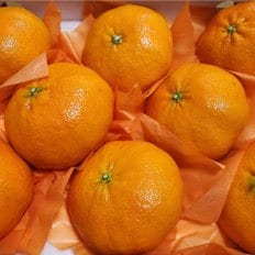  선물세트 과일선물 [선물용] 레드향 5kg (8-12과)