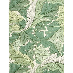 ACANTHUS GREEN