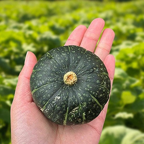 제주 보우짱 미니 밤호박 8kg(과당 300~400g / 20~27개)