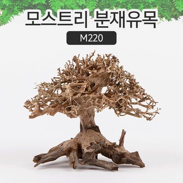 샘아쿠아 모스트리 분재유목(S) M220/ 수초 활착 유목