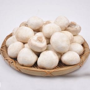 [산지직송] 양송이버섯 파지 1kg /GAP 인증