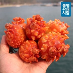 [통영수산물시장] 제철 통영 활멍게 3kg 18~24미 (대 사이즈)
