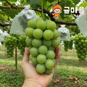 국내산 샤인머스켓 1kg 내외 2-3수