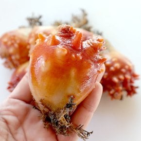 통영  활 멍게 1kg (5-12미 내외) / 당일조업 산지직송
