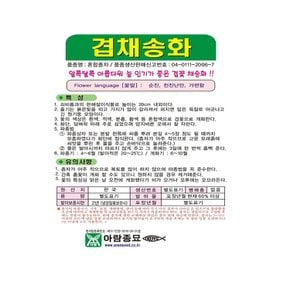 겹채송화 씨앗 1000립 겹꽃 채송화 키우기 꽃씨 종자