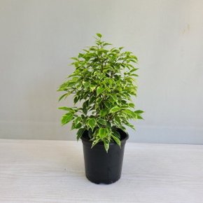 (온누리꽃농원)나타샤벤자민/공기정화식물/반려식물
