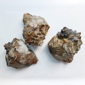 [오늘의바다] 참소라 1kg