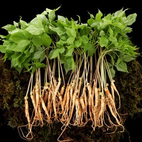 [당일수확] 담양 새싹삼 고급 선물세트 100뿌리 (18-20cm내외)