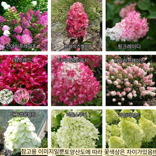 추가이미지4