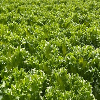 철따라농산물 당일수확 유러피안 샐러드 채소 1kg