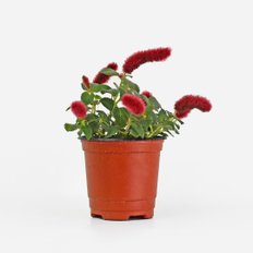 붉은 여우꼬리풀 식물 모종 8호