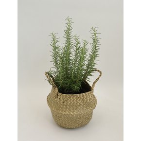 로즈마리 중 (Salvia rosmarinus) 해초 라탄 바구니