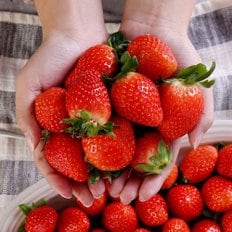 다농이네 [안종균님 생산] 달콤한 산청 설향 딸기 1kg 중(60과미만)