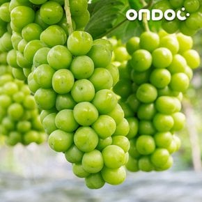 국내산 새콤달콤 샤인머스켓 2kg(3-5수)