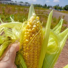 [오늘신선] 오롯제주 산지 직송! 당도보장 미니 초당옥수수 10개입