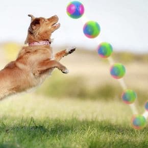 공 어질리티 놀이 축구공 터그 장난감 고양이 강아지