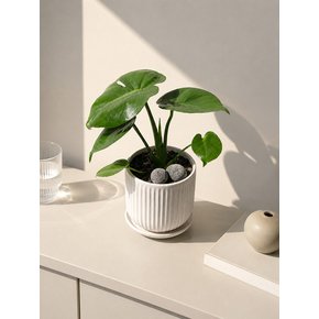 몬스테라 Porcelin Veil 도자기 화분(S)