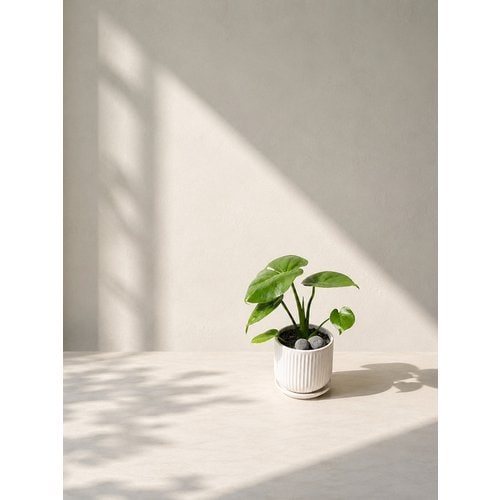 Add Image 3