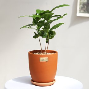 커피나무 매그놀리아 테라코타 토분 실내공기정화식물