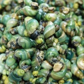 제철 섬진강 국내산 1급수 깐다슬기 200g 3팩+다슬기육수 500g 1팩..[35270977]