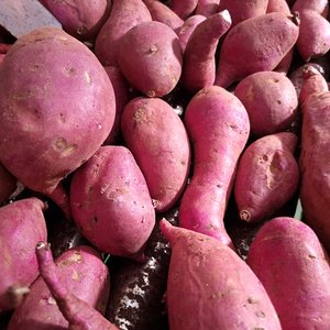 더조은푸드 [박대성님 생산] [더조은] 베니하루까 해남 꿀고구마 3kg 중 (60-120g 내외)