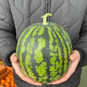 고당도 꿀 수박 5kg-6kg