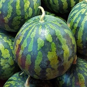 착한농부 정품 꿀수박 4-5kg