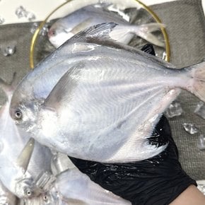 국내산 횟감용 생물 병어 1kg 중대(8미 내외) 크기선별