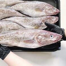 푸드공작소 오늘잡은 생물 대구 3kg (2~6미 내외)