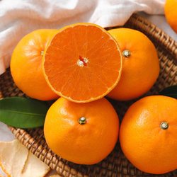 제주 천혜향 가정용 중소과 2kg