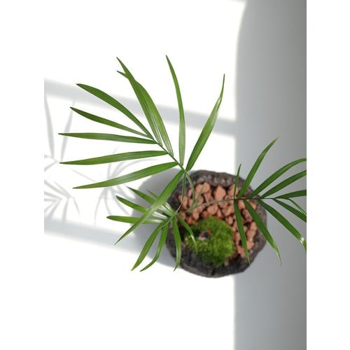Add Image 1