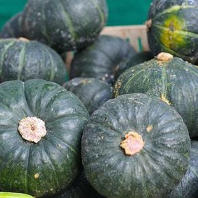 제주 보우짱 미니 밤호박 4kg(과당 300~400g / 10~14개)