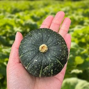 제주 보우짱 미니 밤호박 4kg(과당 300~400g / 10~14개)