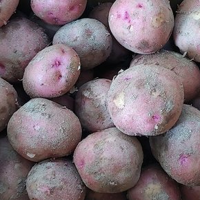 [뜰안애] 보석 제철미각 홍감자 3kg(중대혼합/개당60-100g)