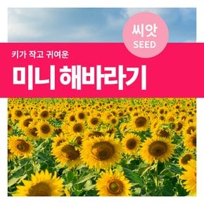 미니 해바라기 씨앗 10립(2g)