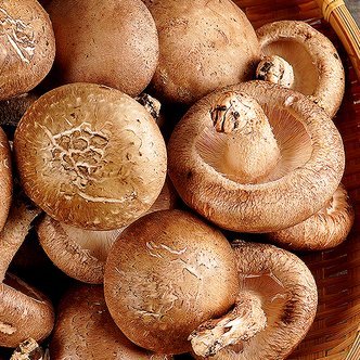 지투지샵 무농약 생 표고버섯 중품 1kg