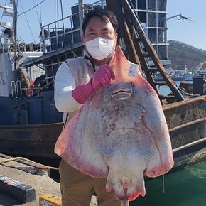 저온숙성 국산 홍어 1kg (중간 맛) (애증정)