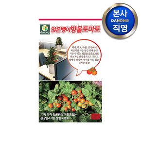 앉은뱅이 방울 토마토 씨앗 1만립 . 실내 화분 빨간 채소 키우기 재배 씨 종자