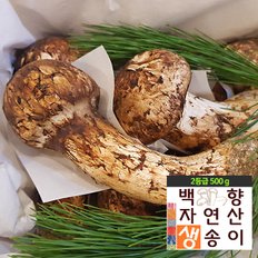 (SB)[백향송이]2024 자연산 (2등품 500g) 제철 생 송이버섯