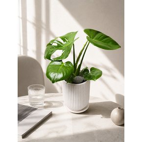 몬스테라 Porcelin Veil 도자기 화분(L)