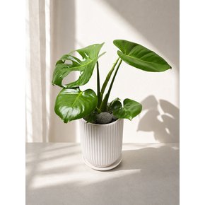 몬스테라 Porcelin Veil 도자기 화분(L)