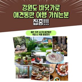 강아지와 함께 맛집 찾기 강원편.e북스토리지