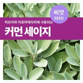 커먼  세이지 허브 씨앗 50립