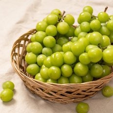 [에어셀안전포장]고당도 샤인머스켓 일반형 1.3kg 2수