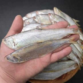 횟감용 급냉 밴댕이 1kg