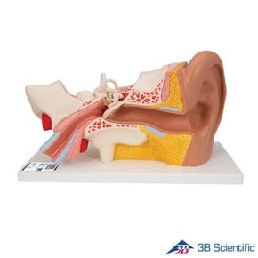 3B Scientific 인체해부모형 4분리 귀모형 E10 3배확대 외이 내이 귀해부모형