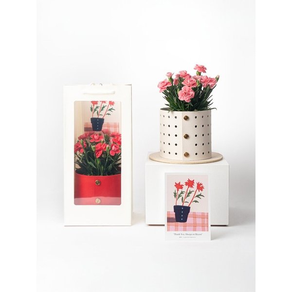 [Pre-Order] 카네이션 + 팟커버 XS 리미티드 셋업