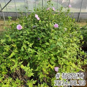 유럽 무궁화 포트묘 랜덤발송 (색상랜덤)